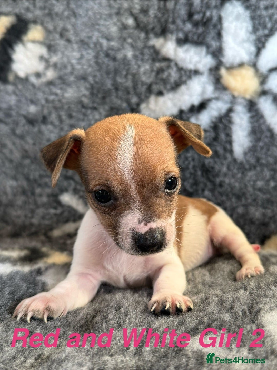 Jack Russell dogs for sale: Stunning Jack Russell pups - Image 11