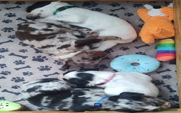 Sprocker dogs for sale: STRIKING SPROCKER SPANIEL PUPPIES  - Image 37