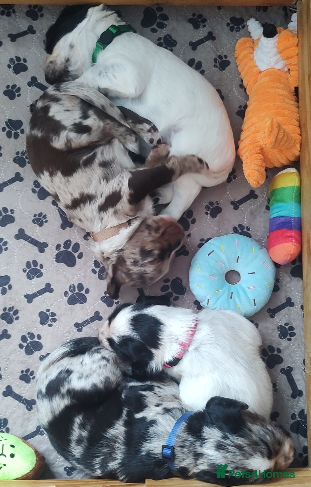 Sprocker dogs for sale: STRIKING SPROCKER SPANIEL PUPPIES  - Image 37