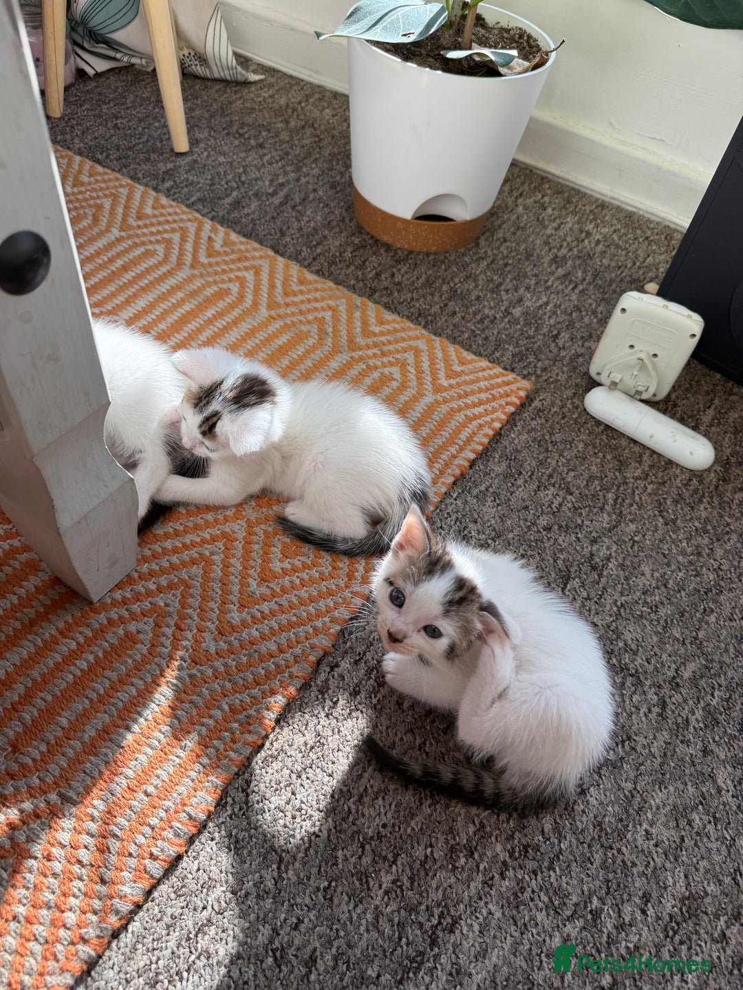 Domestic Shorthair cats for sale: 🐾 Kittens for Sale – White & Tabby 🐾 - Image 3