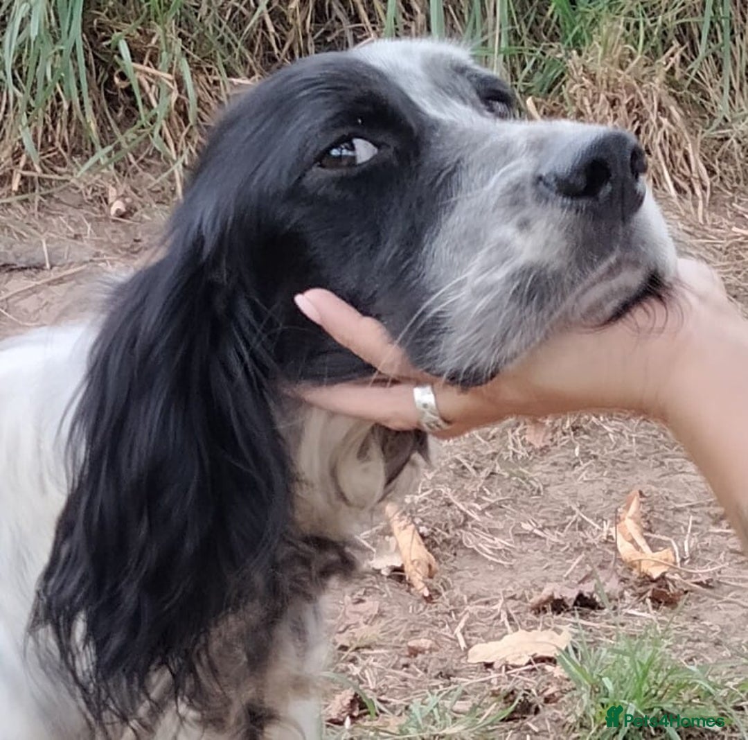 English Setter dogs for adoption: Tae   - Image 12