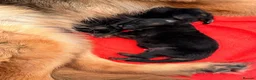 German Shepherd dogs for sale: 2 long-haired German Shepherd puppies for sale in Haverhill - Advert 7
