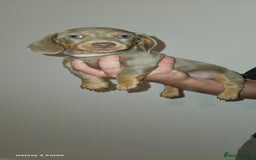 Miniature Dachshund dogs for sale: Silver and Tan Miniature Dachshunds  - Image 11