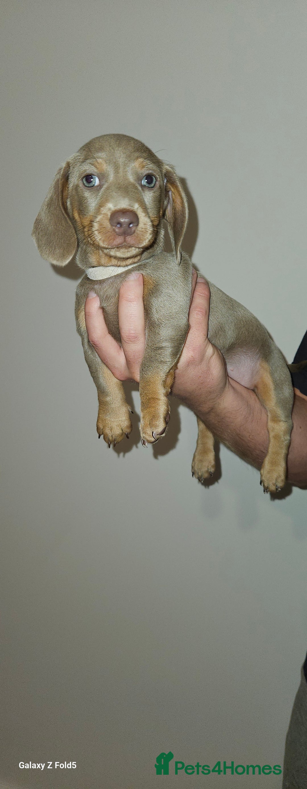 Miniature Dachshund dogs for sale: Silver and Tan Miniature Dachshunds  - Image 11