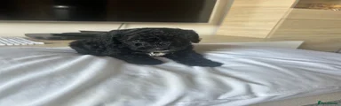 Cavapoo 4