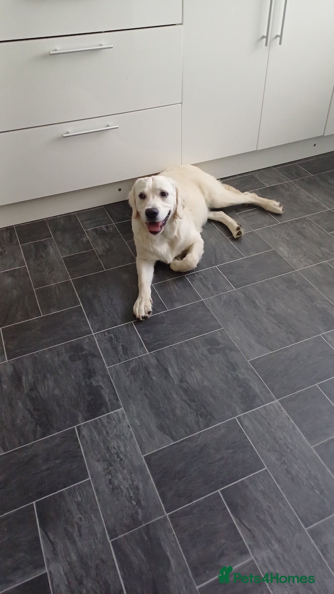 Golden Retriever dogs for sale: Snow white retriever for sale - Image 5