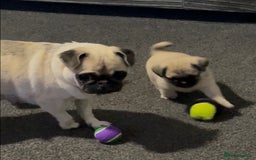 Pug dogs for sale: 2 beautiful pugs looking for their forever home - Image 15