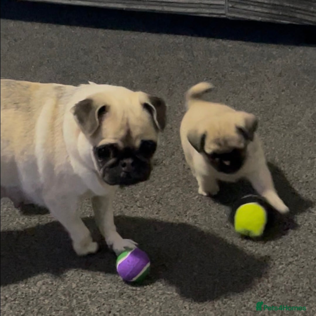 Pug dogs for sale: 2 beautiful pugs looking for their forever home - Image 15