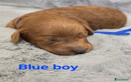 Cavapoo dogs for sale:  🐕Ruby Cavapoo Toy F1bb 🧸DNA tested🧸 - Image 21