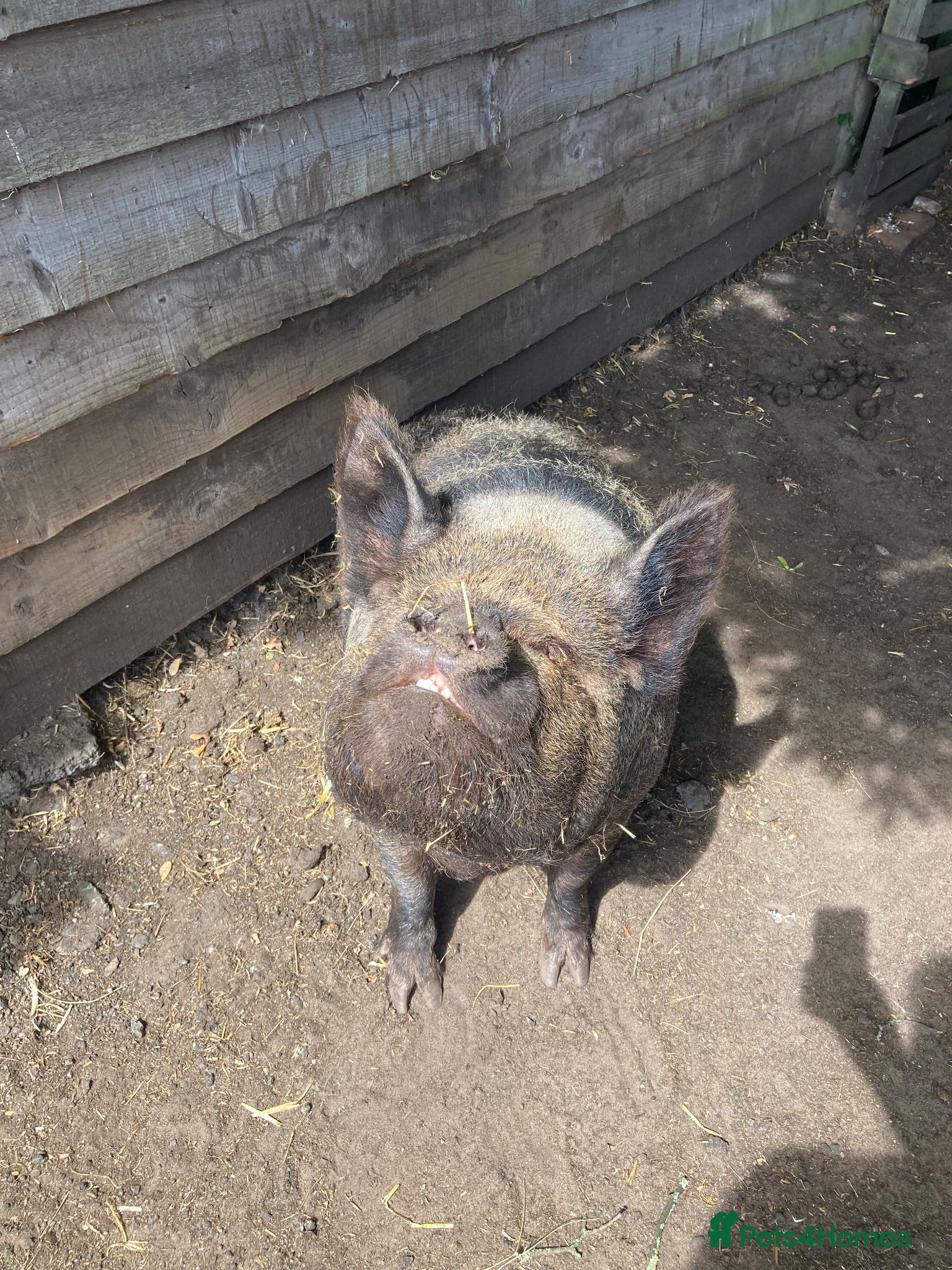 Pig livestock 2 kune kune female pigs - Advert 2