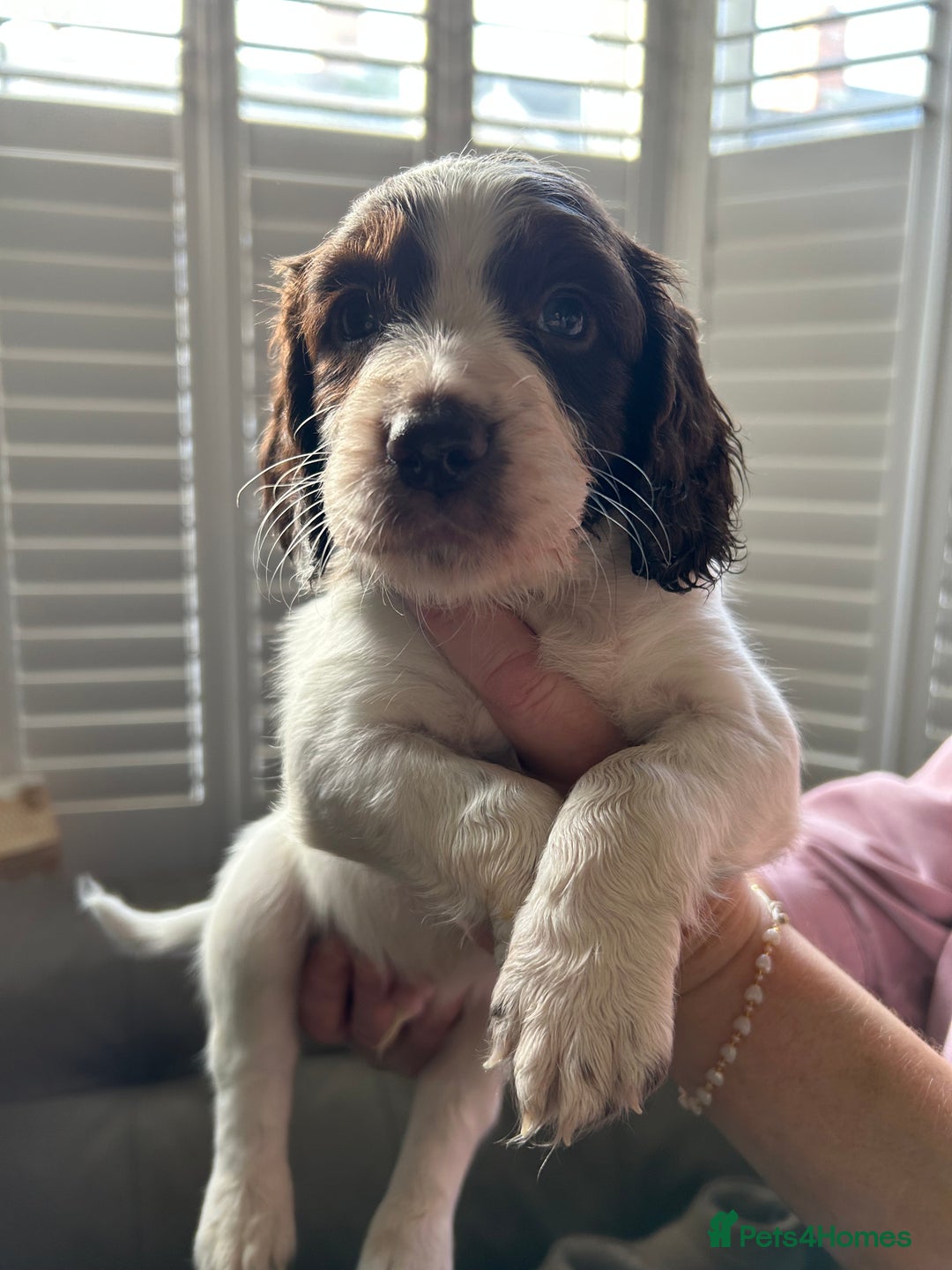 Sprocker dogs for sale: Sprocker puppies - Advert 16