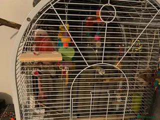 Cockatoo birds Cockatoo galah - Advert 1