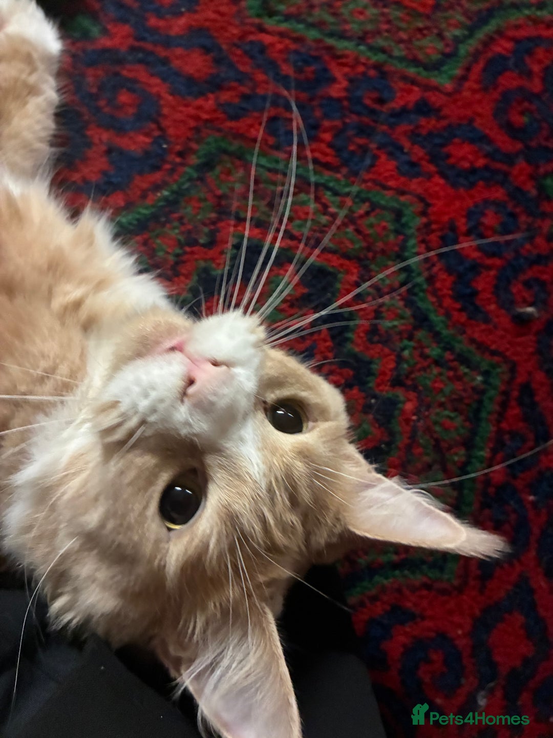 Maine Coon cats for sale: Classic Cream Tabby TICA REG - Advert 2