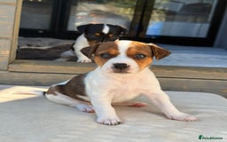 Jack Russell dogs for sale: Smooth haired small Jack Russel pups - Image 4