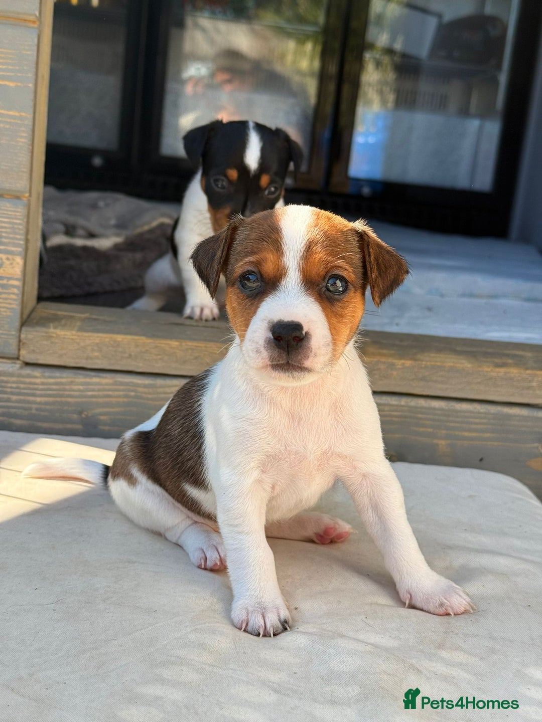 Jack Russell dogs for sale: Smooth haired small Jack Russel pups - Image 4