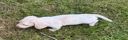 Dachshund dogs for sale: 🏆 KC REGISTERED MINIATURE DACHSHUND PUPPIES 🏆 - Advert 4
