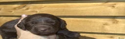 Double Doodle dogs for sale: Stunning Double Doodle litter 🧬DNA BVA 🧬 - Advert 10