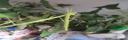 Stick Insects invertebrates for sale: Indian stick insects in Bolton - Advert 1