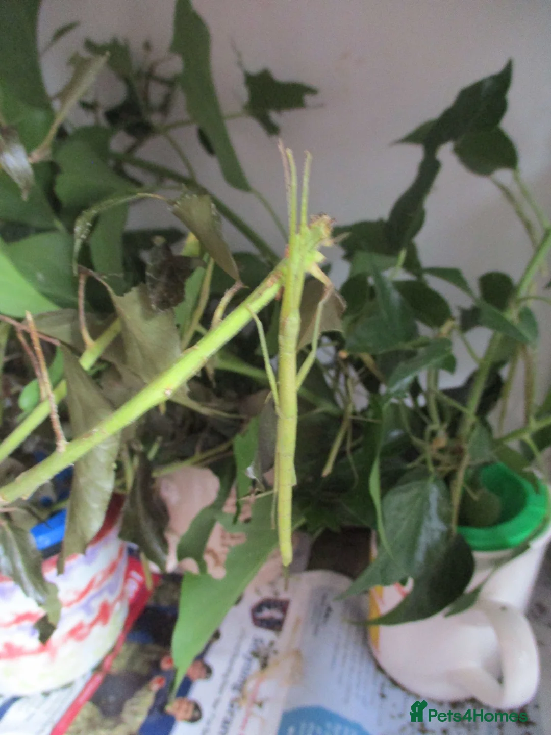 Stick Insects invertebrates for sale: Indian stick insects in Bolton - Advert 1
