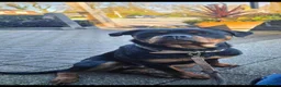 Rottweiler dogs for sale: Stunning Rottweilers - Advert 16