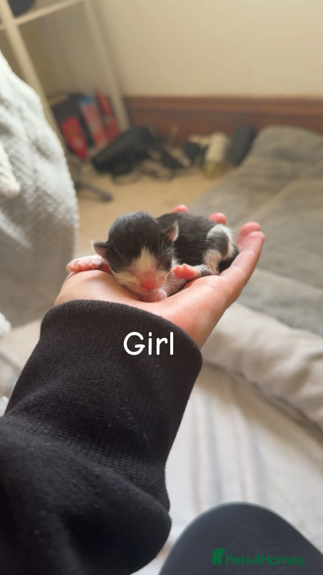 Domestic Shorthair cats for sale: Domestic shorthair kittens  - Advert 2