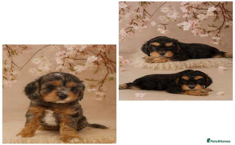 Cavapoo dogs - Advert 2