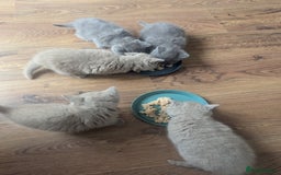 British Shorthair cats for sale: 5 Beautiful GCCF British Shorthair kittens!  - Image 7
