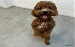 Mixed Breed dogs for sale: Poochon x Maltipoo puppies - Image 3