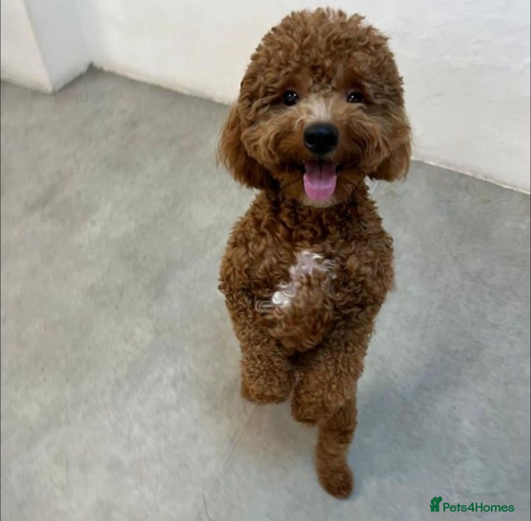 Mixed Breed dogs for sale: Poochon x Maltipoo puppies - Image 3