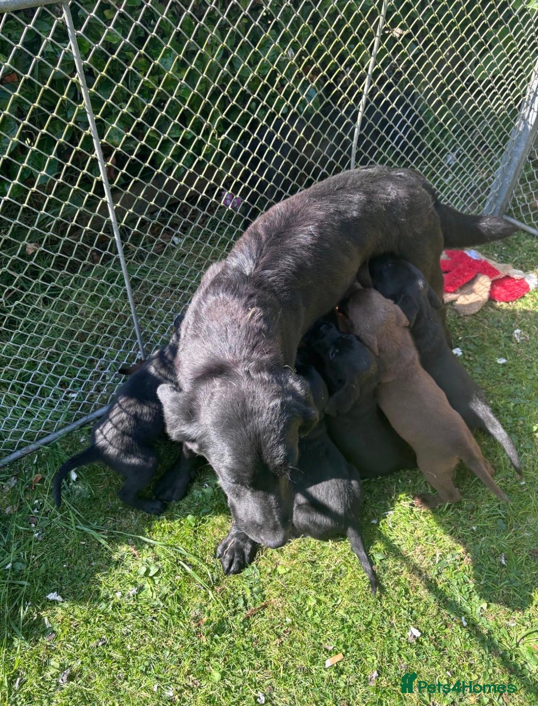 Labrador Retriever dogs for sale: Quality Working Labrador pups for sale  - Advert 9