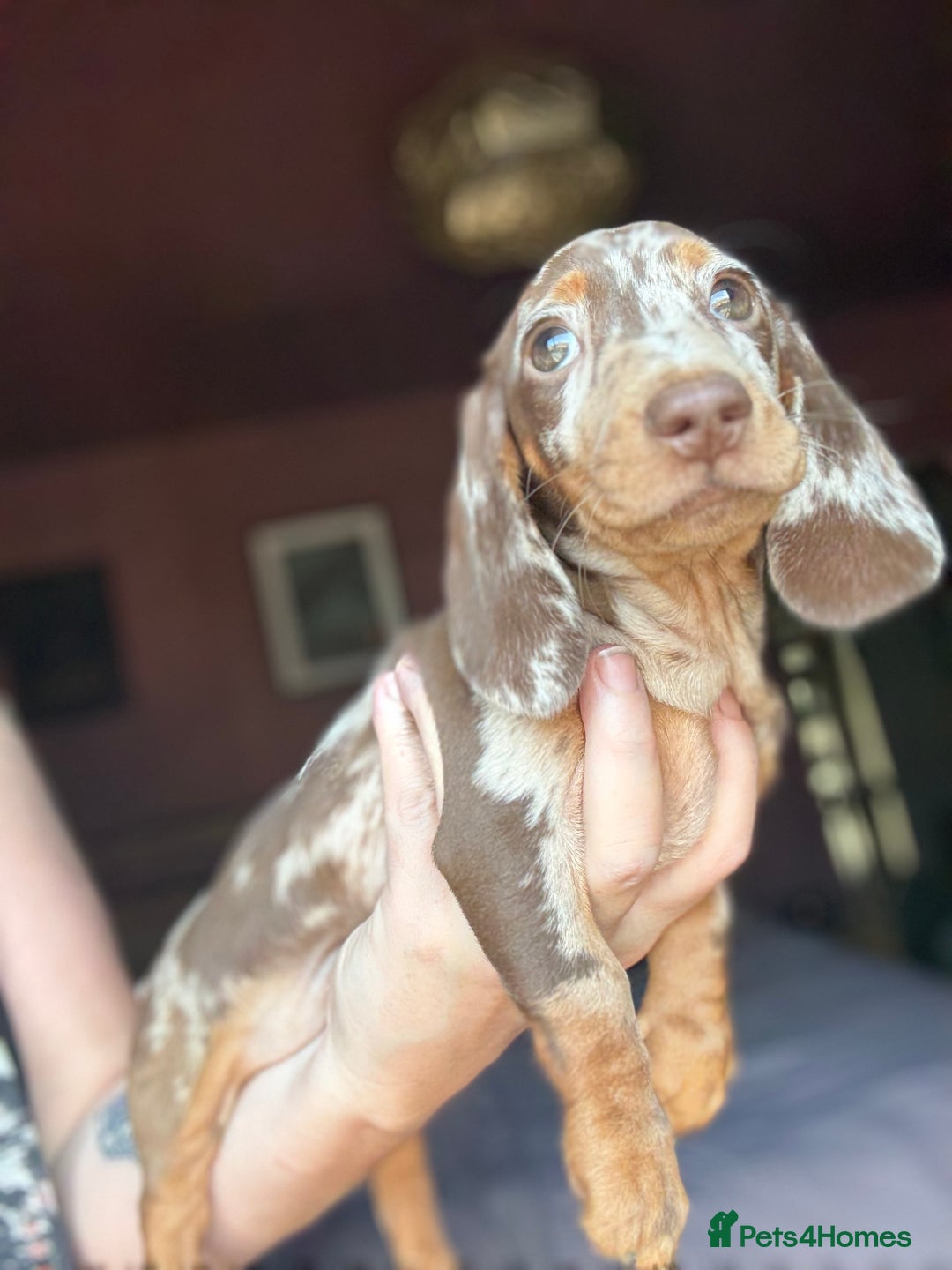 Dachshund dogs for sale: Kc reg first vac chipped licensed bundles of love  - Image 14