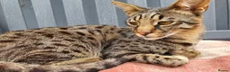 Savannah cats for sale: F3 Boy Brown Spotted Savannah TICA - Advert 6