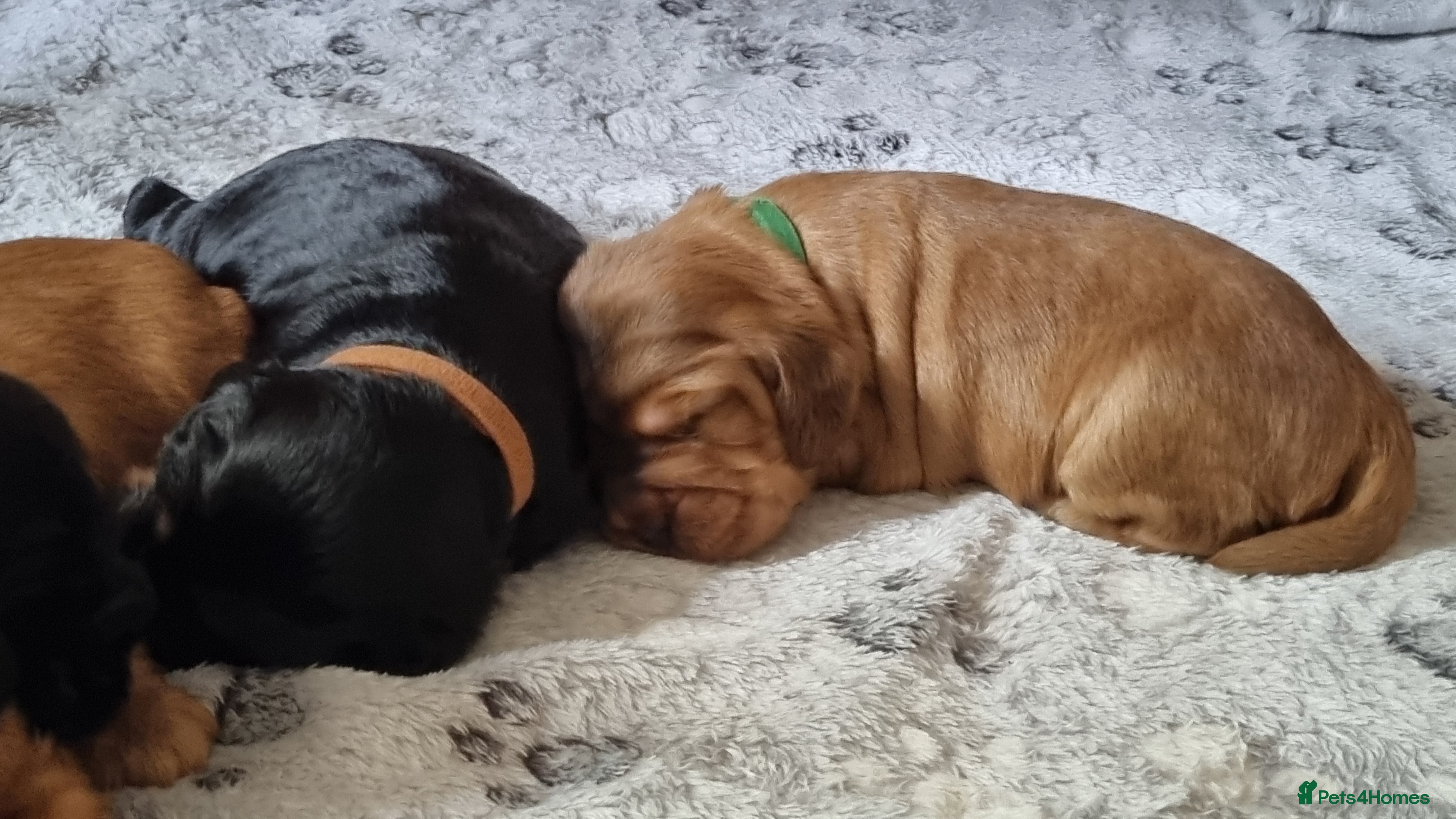 Cocker Spaniel dogs for sale: 🐾 Beautiful Show Type Cocker Spaniel Puppies - Advert 24