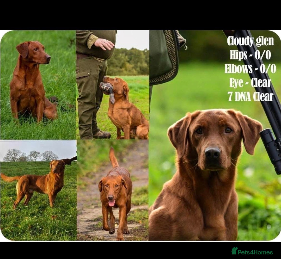 Labrador Retriever dogs 9 Labrador puppies looking for forever homes ❤️ - Advert 2