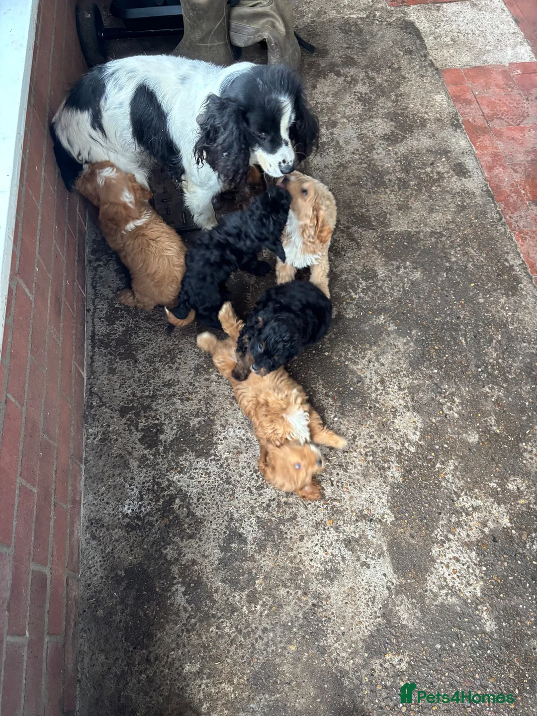 Cockapoo dogs for sale: Stunning F1 cockapoo puppies ready now  in Gainsborough - Advert 2