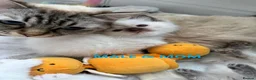 Ragdoll cats for sale: GCCF RAGDOLLS AVAILABLE in Bridgwater - Advert 1