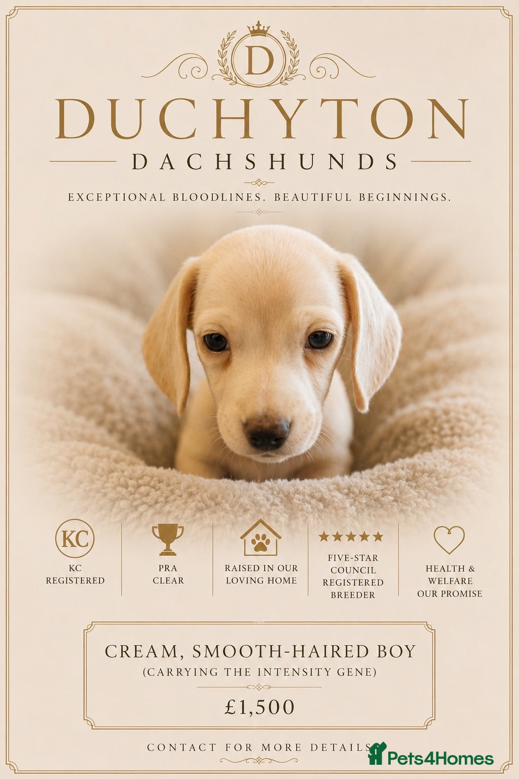 Miniature Dachshund dogs KC Cream Smooth Miniature Dachshunds - Advert 1