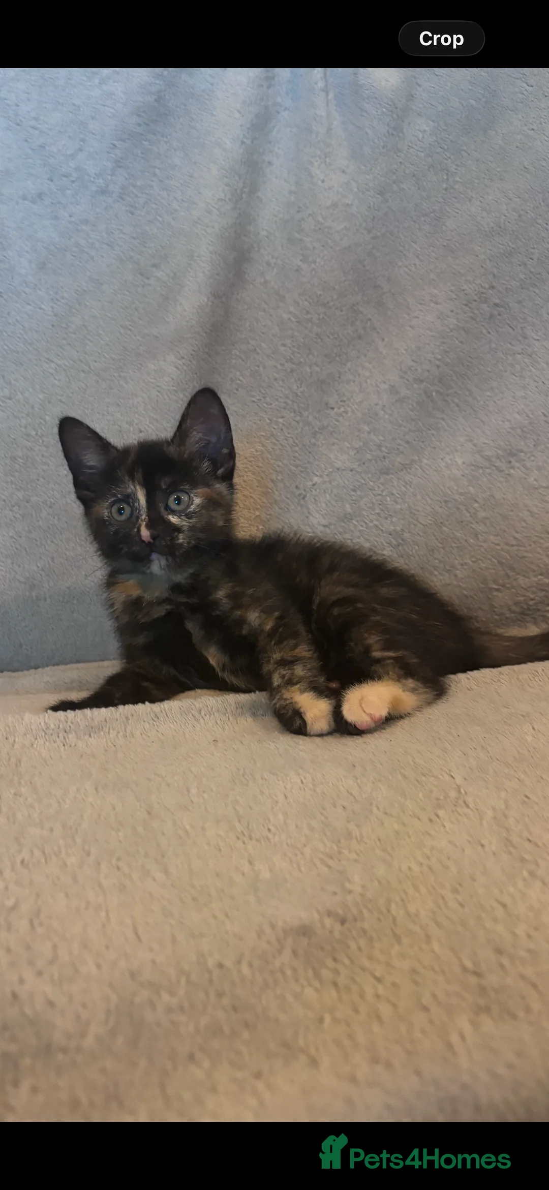Domestic Shorthair cats for sale: BEAUTIFUL KITTENS LOOKING FOR THEIR FOREVER HOMES in Market Harborough - Advert 8