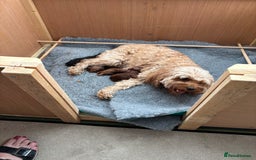 Cavapoo dogs for sale: Cavapoo pup for sale - Image 6