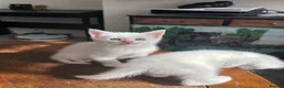 Turkish Angora cats for sale: Turkish Angora white kittens  - Advert 3