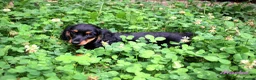 Miniature Dachshund dogs for sale: 🌟Dapple & Black Tan PRA Clear KC reg – June 26🌟 - Advert 23