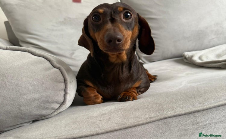 Miniature Dachshund dogs - Advert 9