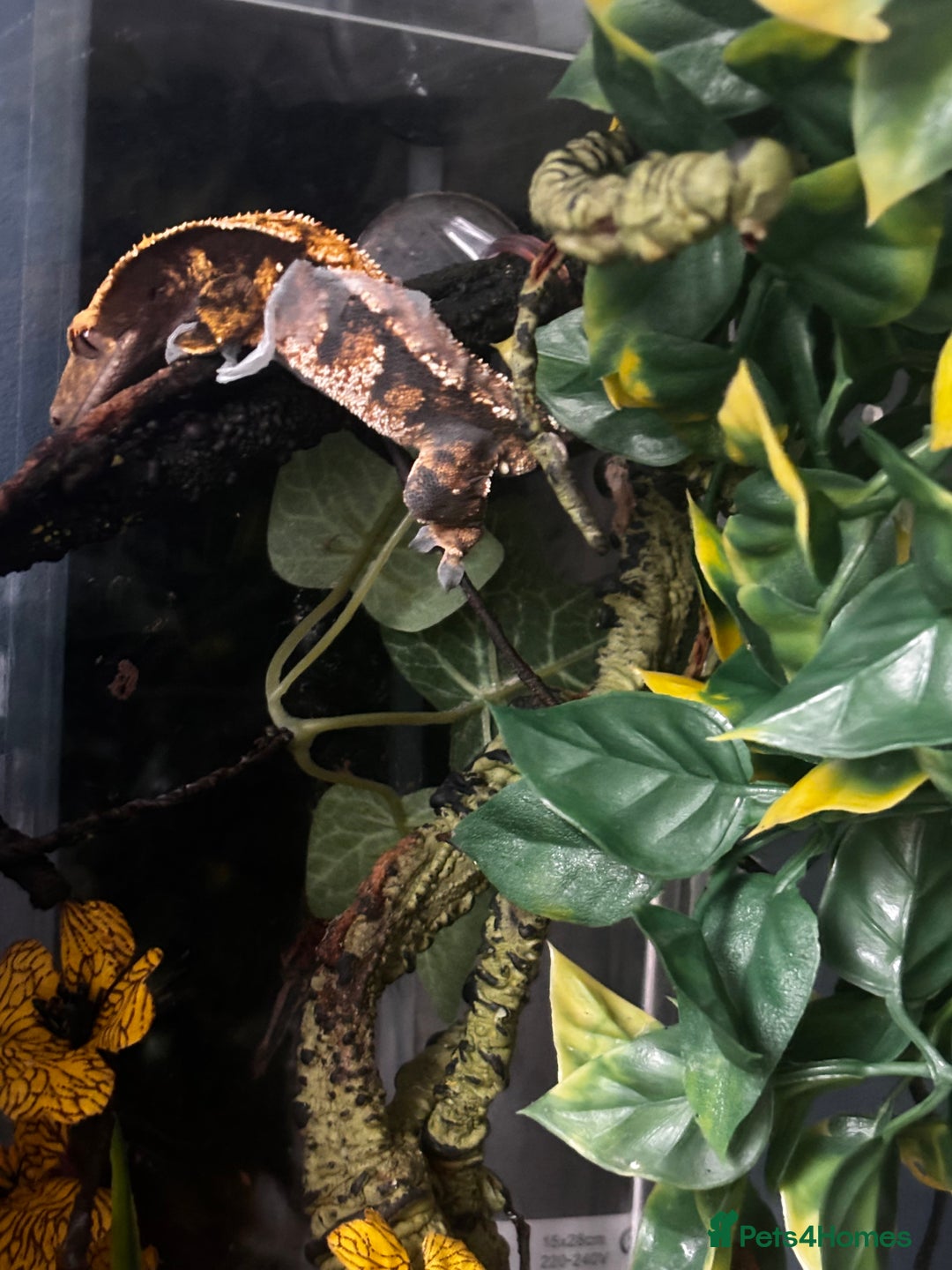Gecko reptiles for sale: crested gecko with everything  - Advert 3