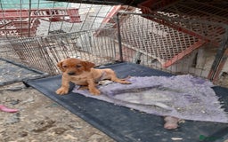 Labrador Retriever dogs for sale: K.CRegistered Ladrador Puppies  - Image 6