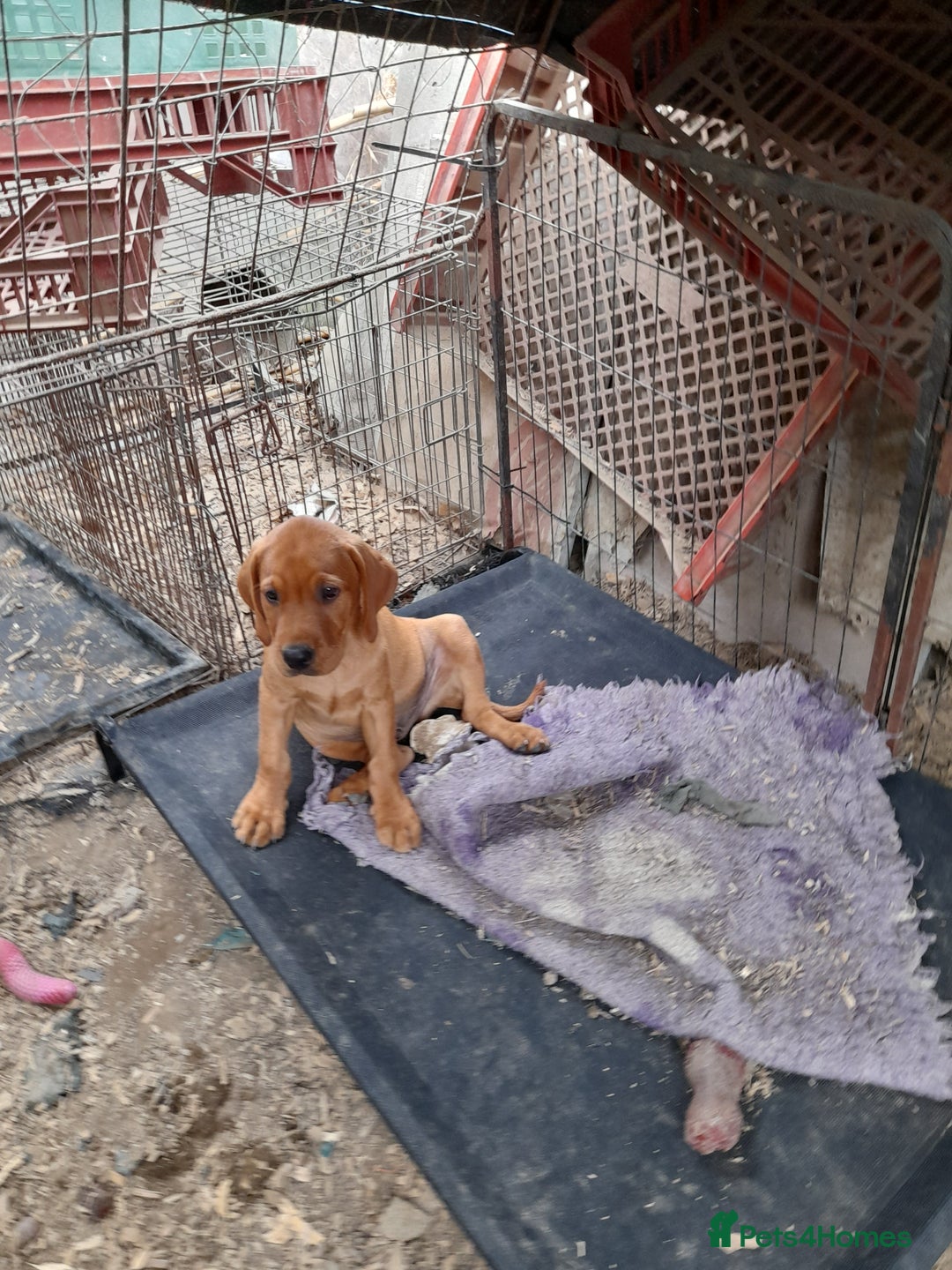 Labrador Retriever dogs for sale: K.CRegistered Ladrador Puppies  - Image 6