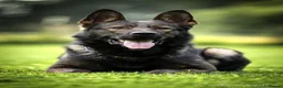 German Shepherd dogs for sale: Exceptional KC Reg Czech Working Line GSD Puppies - Advert 30