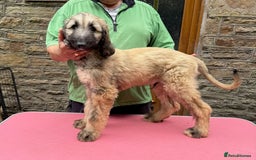 Afghan Hound dogs for sale: Afghan Hound Litter  - Image 18