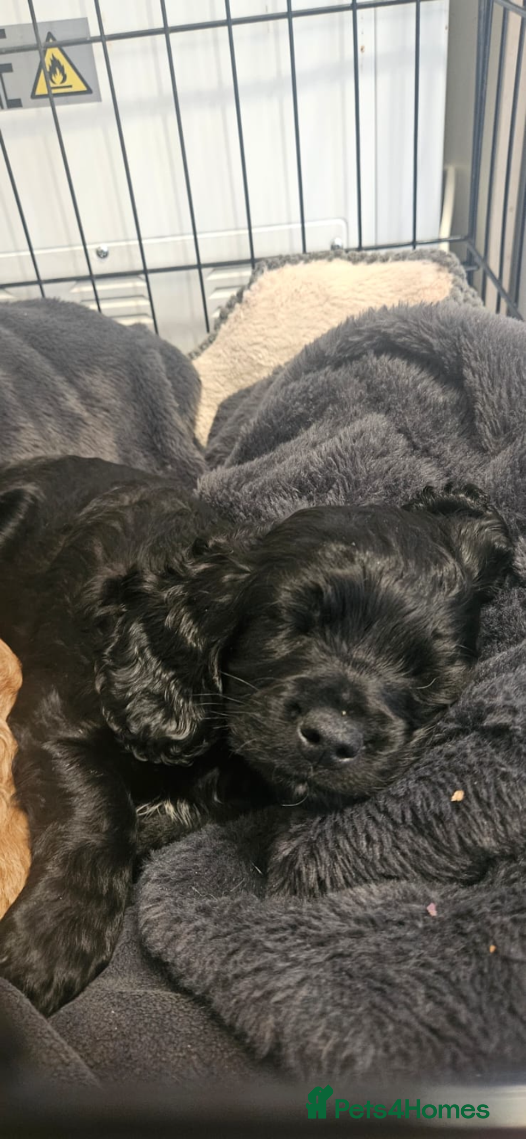 Cavapoo dogs for sale: Gorgeous Cavapoo puppies  - Advert 12