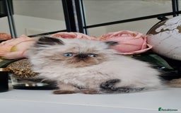 Persian cats for sale: Beautiful persian kittens  - Image 25