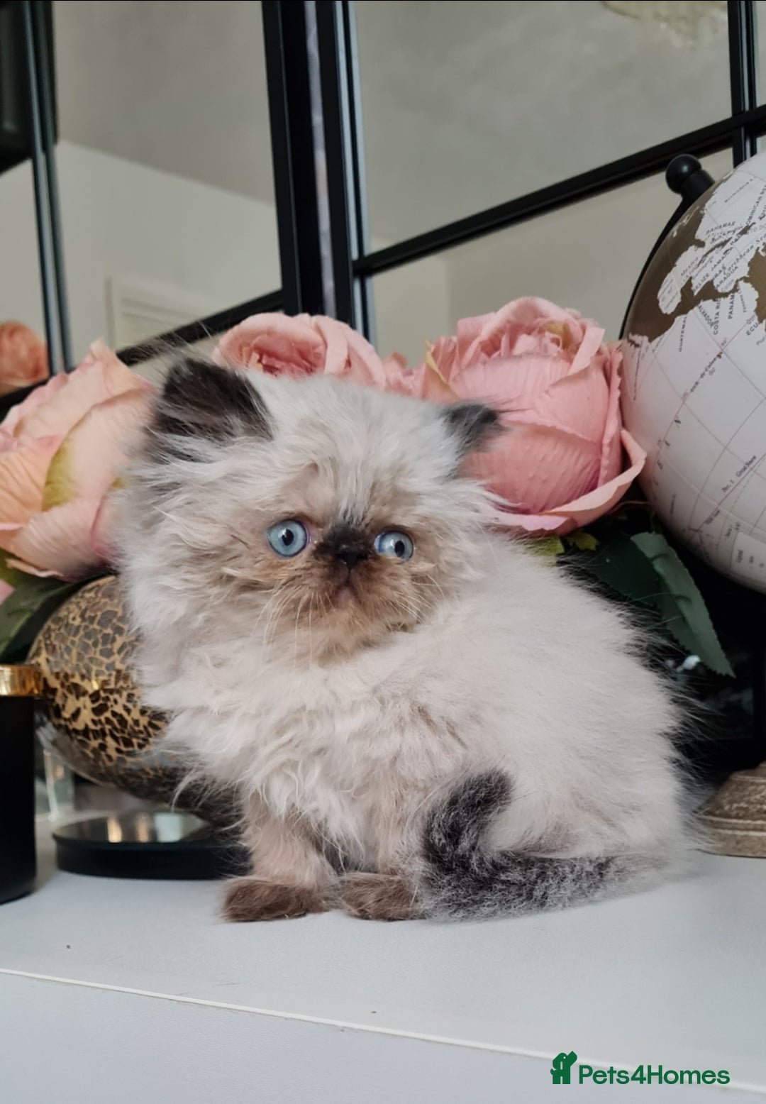Persian cats for sale: Beautiful persian kittens  - Image 25